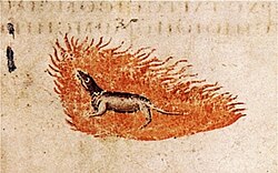 salamander som står i flamme